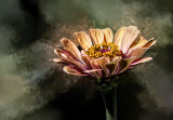 Mom's Zinnia