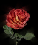 An August Rose