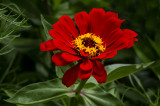 Mom's Favorite Zinnia