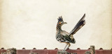 Ubiquitous Roadrunner