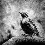 Ladderback Woodpecker