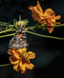 A Moth & A Few Butterflies