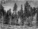 Spruce & Aspens, Sandia Crest