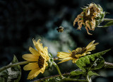 Summer Sunflowers