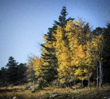 October's Aspen