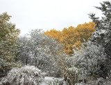 Autumn Snow