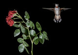 Hummingbirds in New Mexico