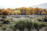 El Otoņo - Autumn Color in the Bosque