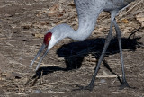 Corrales Cranes