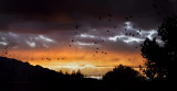 Sunrise Over the Sandias