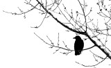 Nope, Not Now, Nevermore