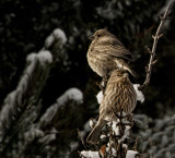 Female House Finches