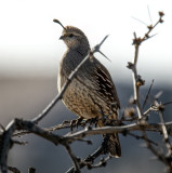 Gambels Quail