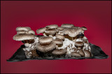 Shitake Log