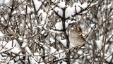 White Crowned Sparrow