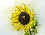 Saras Sunflower