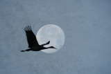 Sandhill Crane with Setting Full Moon