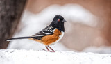 Towhee in the Snow