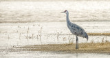 Sole Sandhill Crane on the Shoreline
