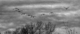 Departing Geese