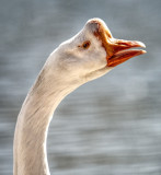 Guard Goose