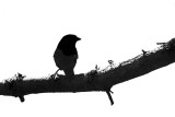 Bird on a Branch