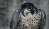 Peregrine Falcon 