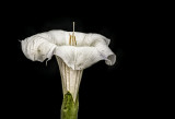 Datura - Jimson Weed Blossom