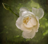 Peaches & Cream Rose