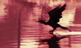 Cormorant on the Run