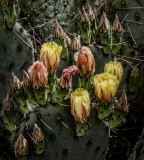 Succulents, Cactus & Other Spiny Plants