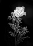 Mimbres White Poppy