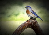 Gayles Bluebird of Life