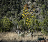 Yucca Candlestick Blossom