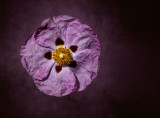 Button Pansie
