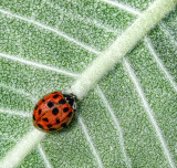 Lady Bug, Lady Bug