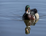 Wood Duck - The Pond Prince