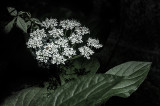 Queen Annes Lace