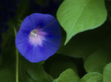 Good Morning Glory