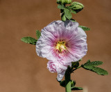 Summer Hollyhock