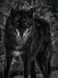 Wolf at Your Door