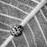 Ladybug, Ladybug