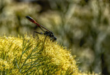 Thread Waisted Wasp