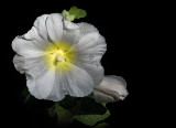 White Hollyhock