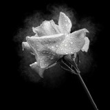 November's Rose