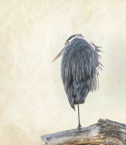 Great Blue Heron