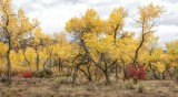 Jemez Springs