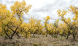 Jemez Springs