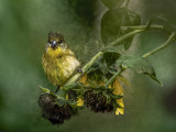 Goldfinch Doing the Angry Bird