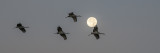 Cranes and Full Beaver Moon